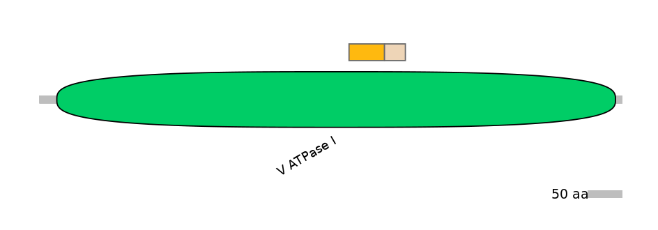 HsaINT0015058-EXC