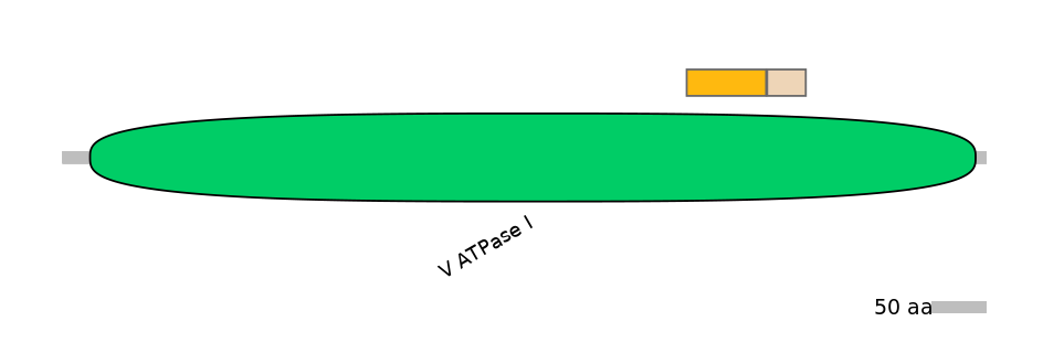 HsaINT0015061-EXC