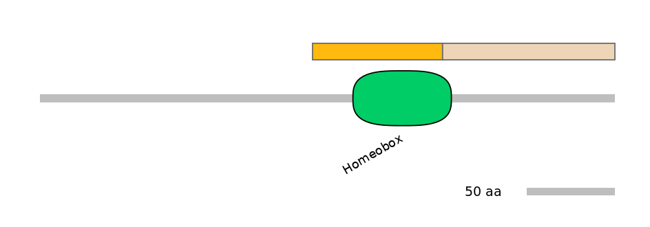 HsaINT0016646-EXC
