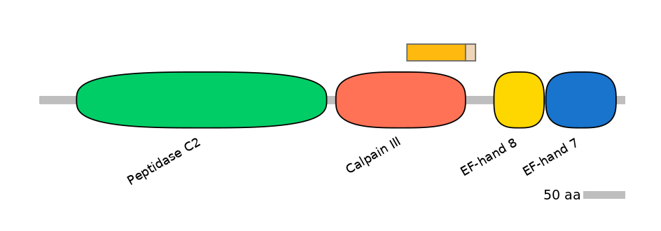 HsaINT0027438-EXC
