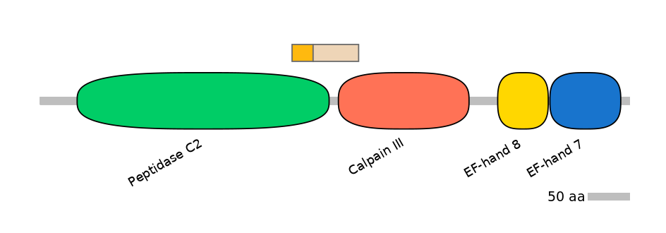 HsaINT0027453-EXC