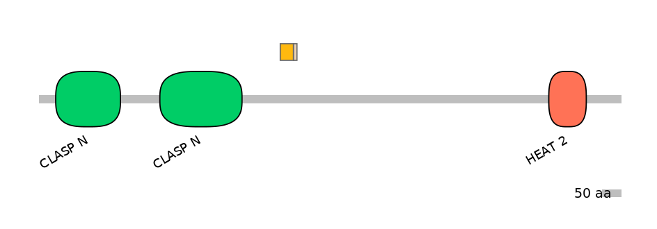 HsaINT0035716-EXC