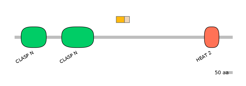 HsaINT0035718-EXC