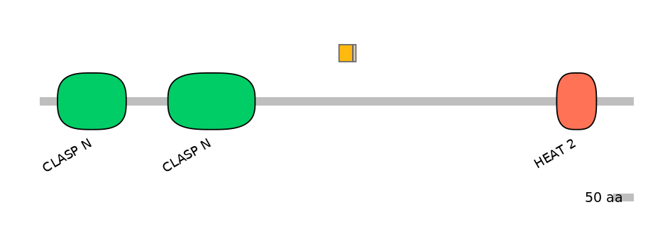 HsaINT0035719-EXC