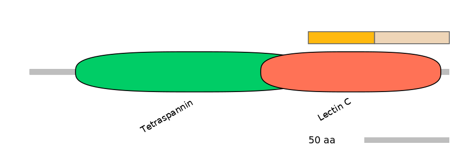 HsaINT0036281-EXC