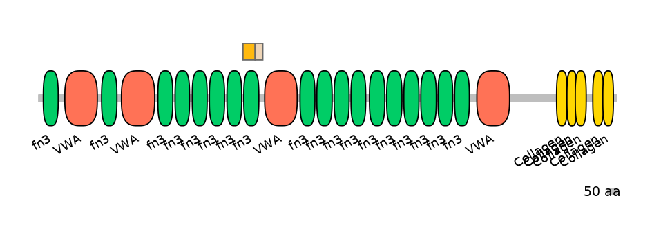 HsaINT0037957-EXC