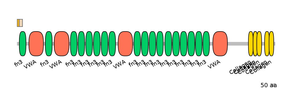 HsaINT0037961-EXC