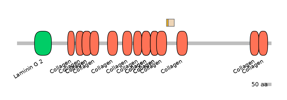 HsaINT0038187-EXC
