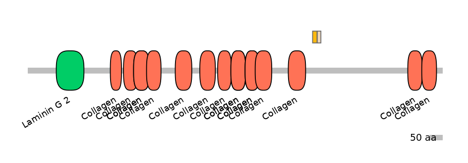HsaINT0038196-EXC