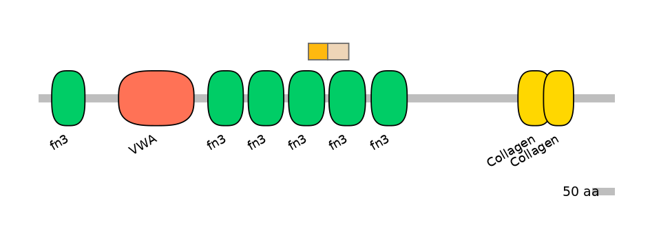 HsaINT0038474-EXC