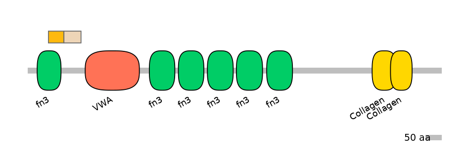 HsaINT0038497-EXC