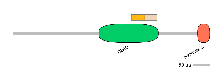 HsaINT0046147-EXC