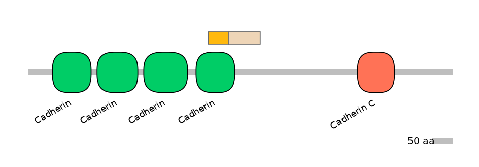 HsaINT0052440-EXC
