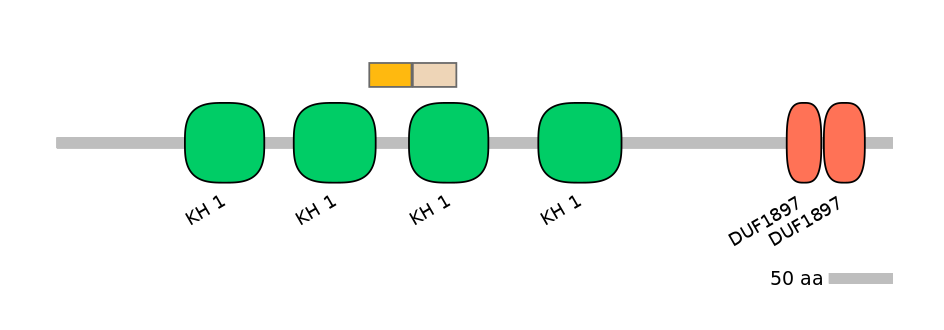HsaINT0066531-EXC
