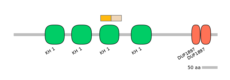 HsaINT0066532-EXC