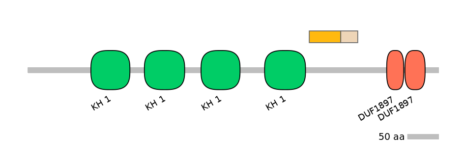 HsaINT0066536-EXC