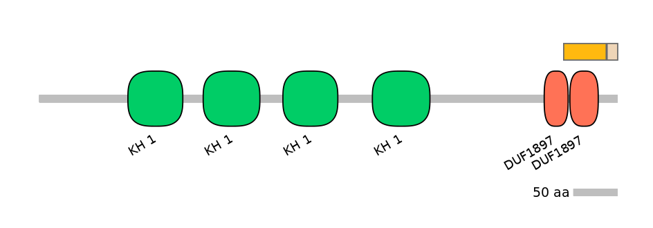 HsaINT0066540-EXC