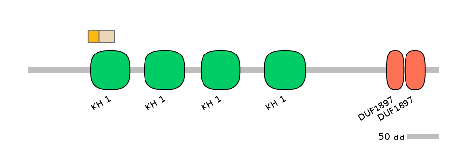 HsaINT0066544-EXC