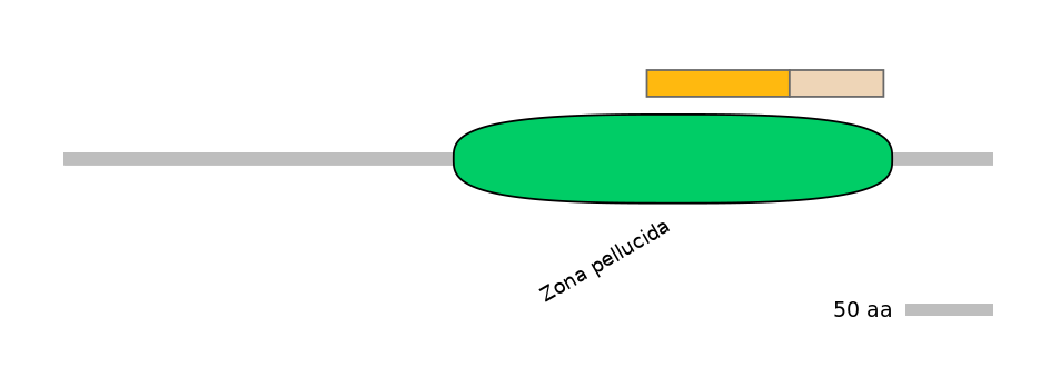 HsaINT0070851-EXC