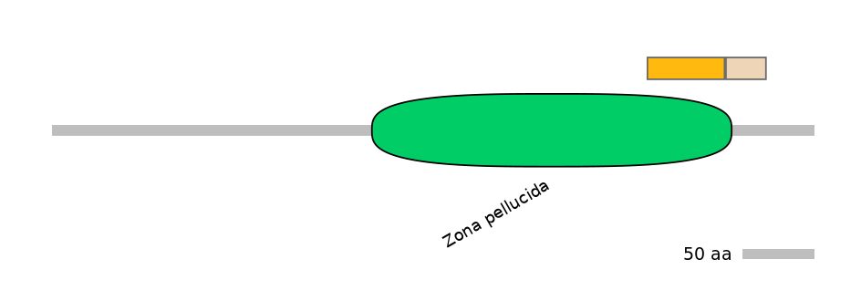 HsaINT0070852-EXC