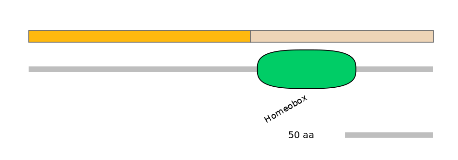 HsaINT0077286-EXC