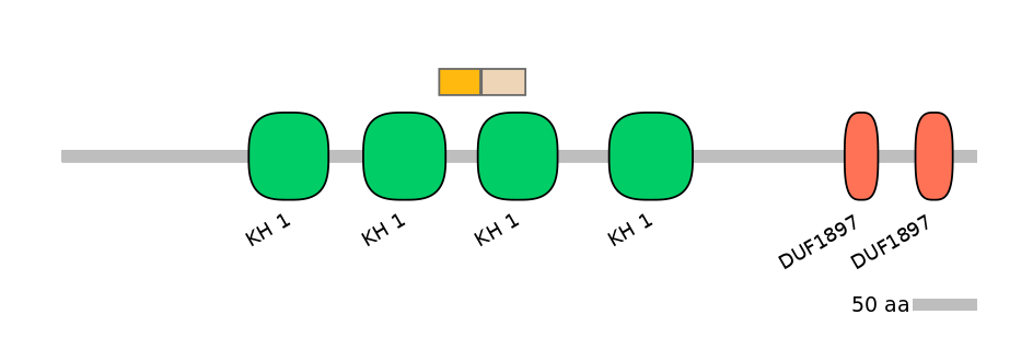 HsaINT0085418-EXC