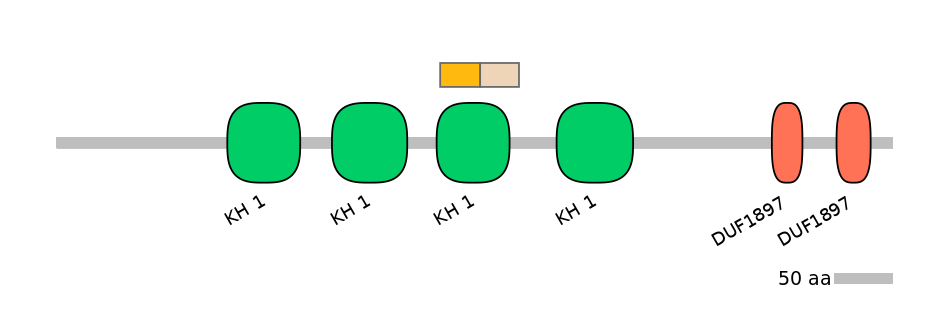 HsaINT0085419-EXC