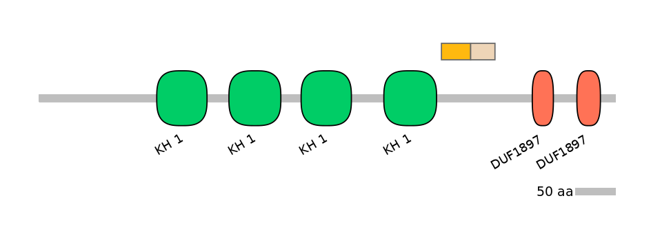HsaINT0085423-EXC