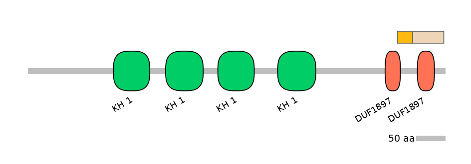 HsaINT0085426-EXC