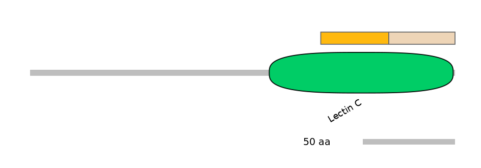 HsaINT0088980-EXC