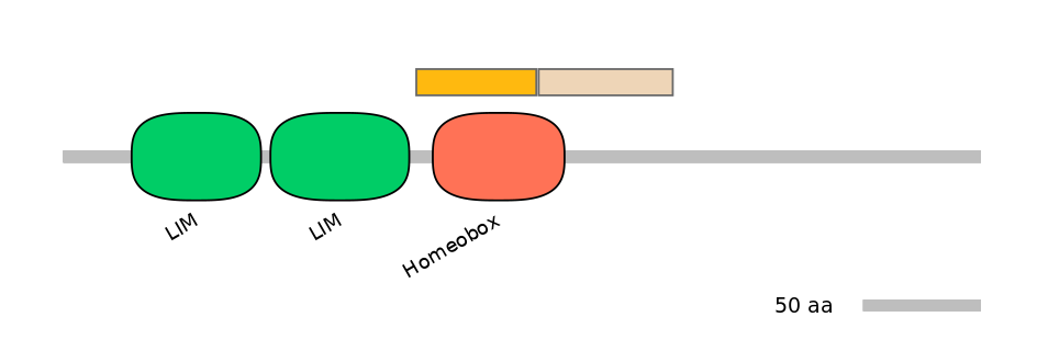 HsaINT0091728-EXC