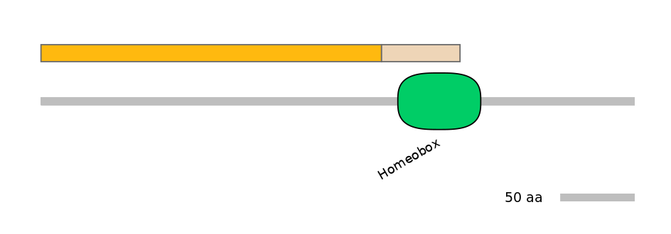 HsaINT0104177-EXC