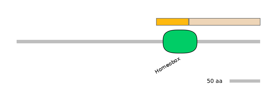 HsaINT0104178-EXC