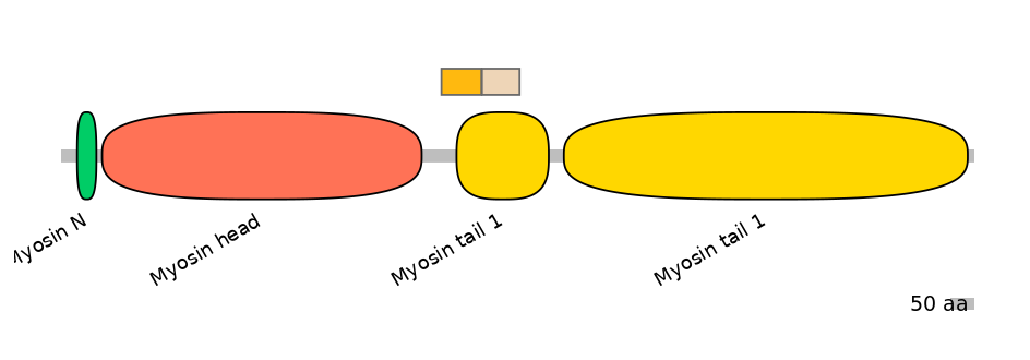 HsaINT0107733-EXC