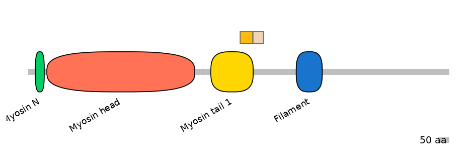 HsaINT0107813-EXC