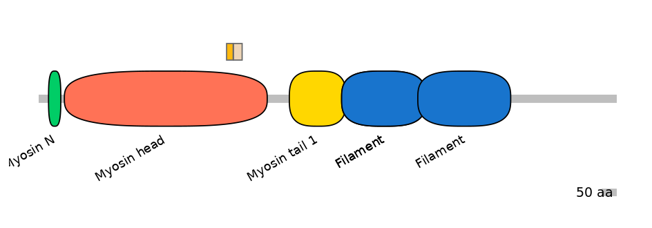 HsaINT0107844-EXC