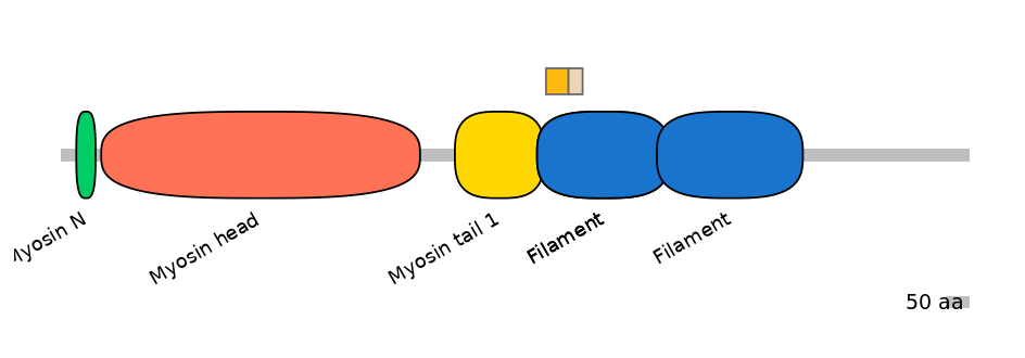 HsaINT0107853-EXC
