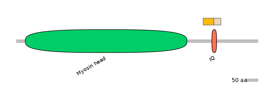HsaINT0108454-EXC