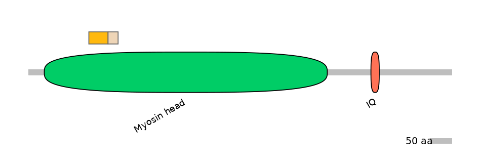 HsaINT0108462-EXC