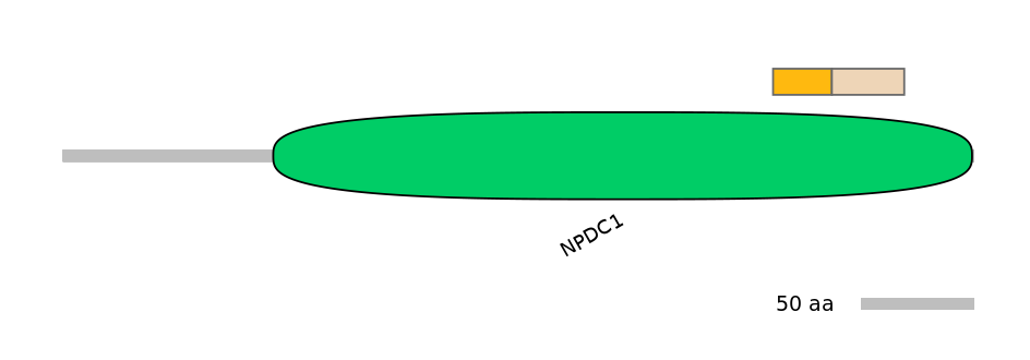 HsaINT0115142-EXC