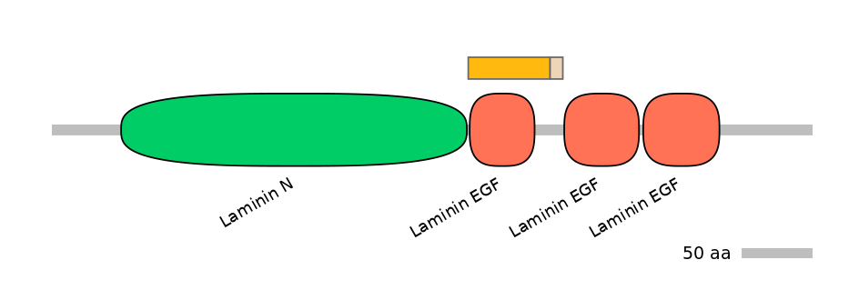 HsaINT0116408-EXC
