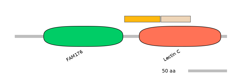 HsaINT0118198-EXC