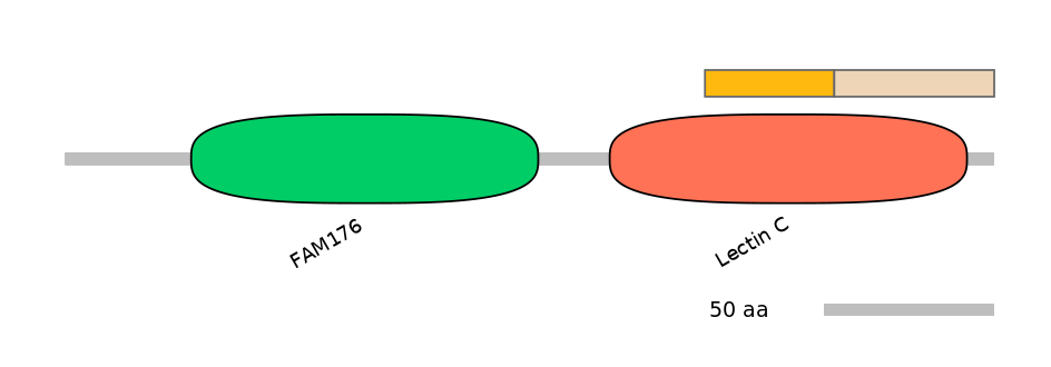 HsaINT0118199-EXC