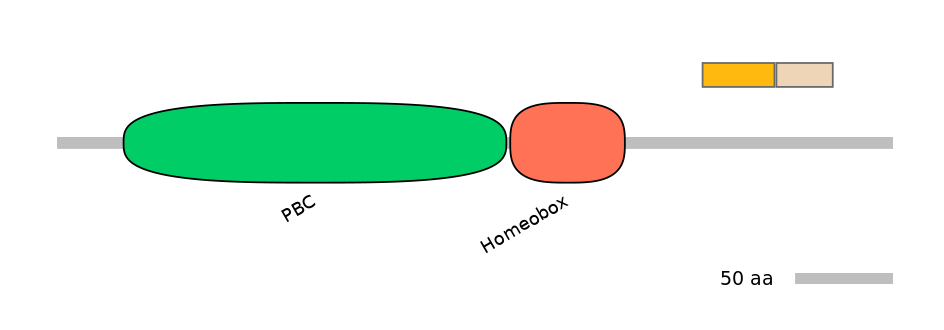 HsaINT0120862-EXC