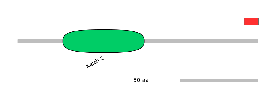 HsaINT0136370-INC