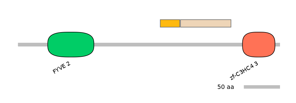 HsaINT0139633-EXC