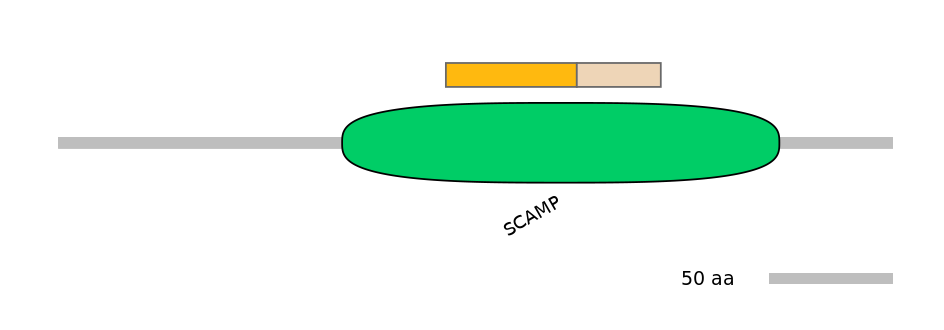 HsaINT0145321-EXC