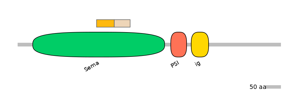 HsaINT0147364-EXC