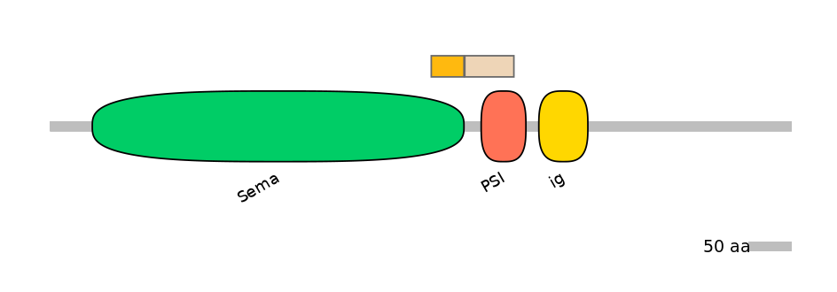 HsaINT0147367-EXC
