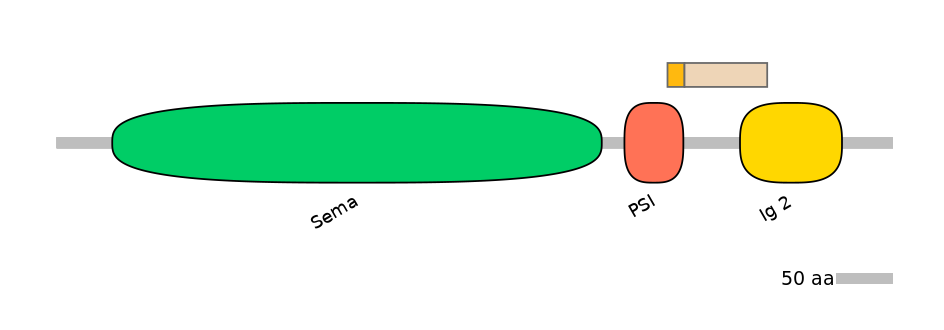 HsaINT0147369-EXC